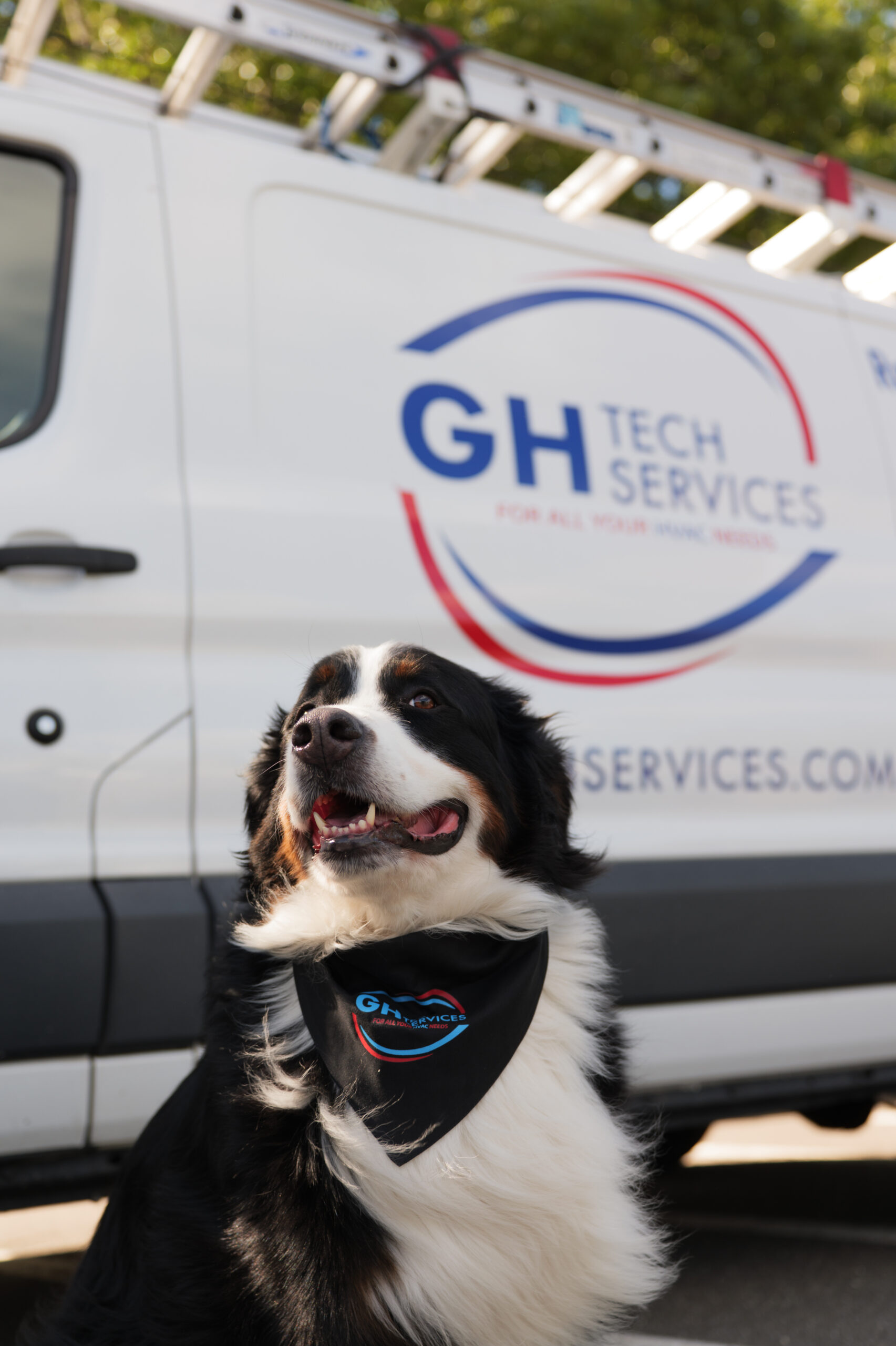 Ozzy Hill - Bernese Mountain Dog